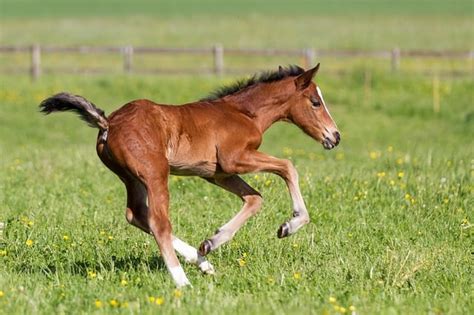 How To Spot The Signs of Foaling In Your Mare. – Irish Sport Horse Magazine