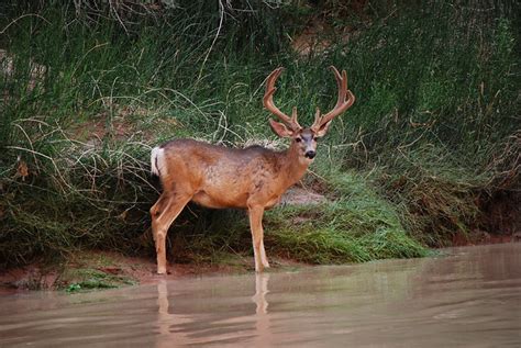 Wildlife in Grand Canyon | Flickr - Photo Sharing!