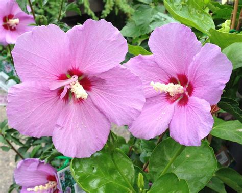 Hibiscus syriacus | GardensOnline