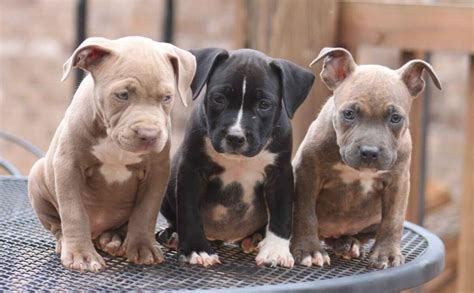 Different Types of Pitbulls — APBT, American Bully, Bulldogs, Staffies ...