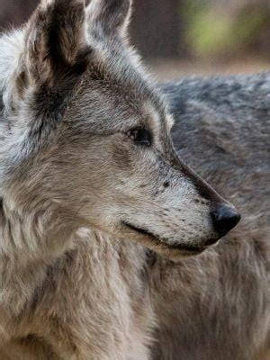 Alaskan Tundra Wolf | Bearizona