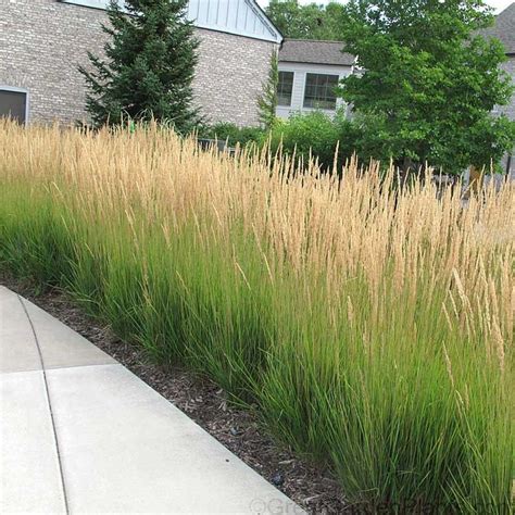 'Karl Foerster' Feather Reed Grass | Calamagrostis | Great Garden Plants | Privacy landscaping ...