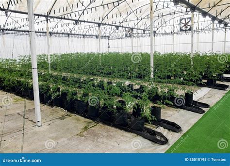 Commercial Greenhouse With Hydroponics Royalty Free Stock Photo - Image: 35510195