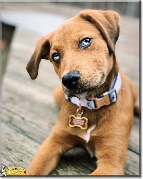 Jack the Catahoula mix, the Dog of the Day | Catahoula mix, Catahoula, French bulldog dog