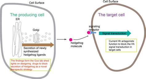 A novel molecular mechanism that regulates secretion of the sonic ...