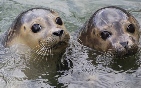 Harbor seals : seals