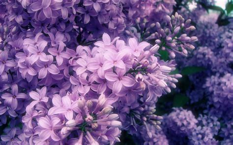 Purple Flowers wallpaper | 1920x1200 | #66611