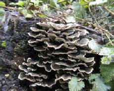 Types of fungi - introduction