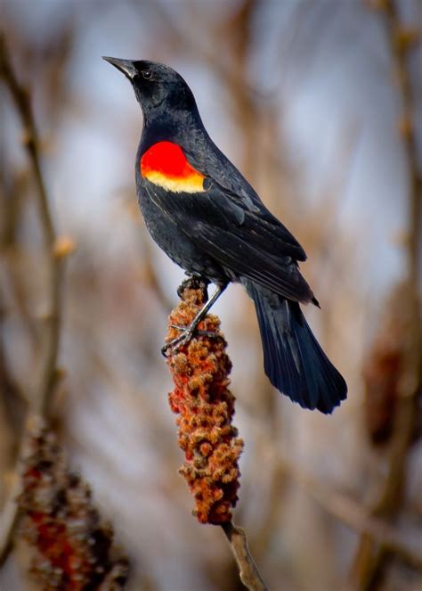 Red-Winged Black-Bird " blackbird singing in the middle of the night..... | Backyard birds ...