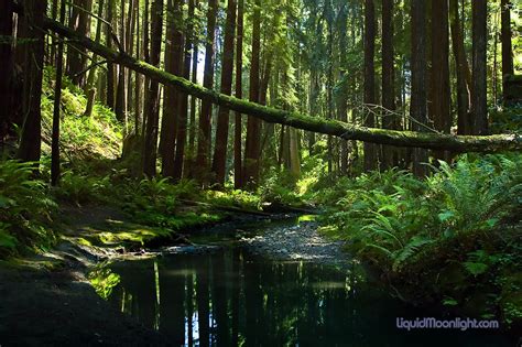 The Deep Dark Forest - Stillwater Cove State Park California - a photo ...