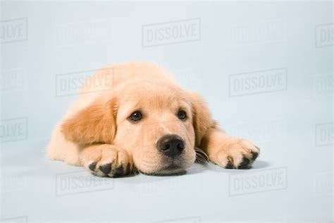 Cute puppy lying down, portrait - Stock Photo - Dissolve