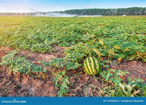 Watermelon in the Field on Sunset Stock Image - Image of organic ...