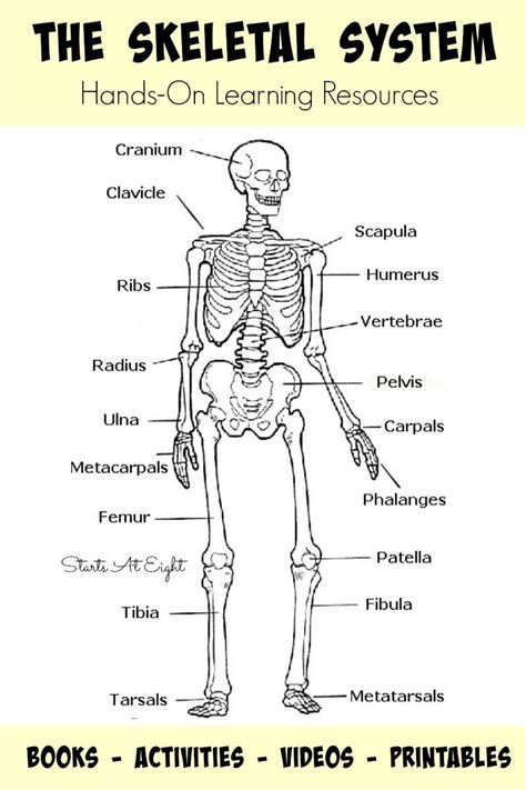 Printable Skeleton Labeling Worksheet - Printable Word Searches