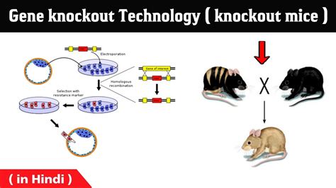 Gene knockout technology | procedure | gene knockout mice | in Hindi - YouTube