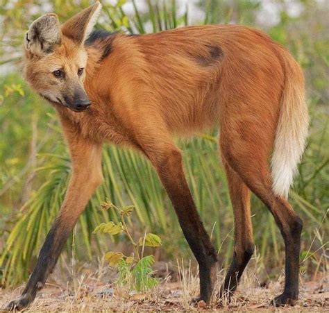 Maned Wolf Habitat - D Viola Tran