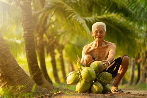 Premium Photo | Old man collecting coconut in coconut farm in thailand.