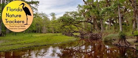 Florida WMA: Fisheating Creek Wildlife Management Area · iNaturalist