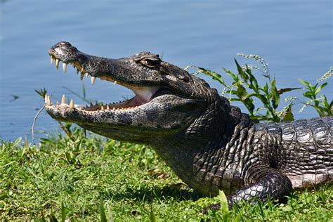 Wildlife of Argentina Tour