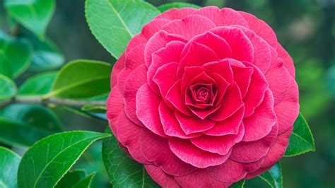 Camellia Japonica 'Black Tie' | lupon.gov.ph