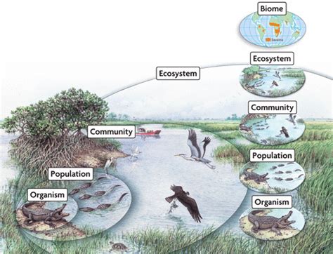 Resources in a Biome - Science News