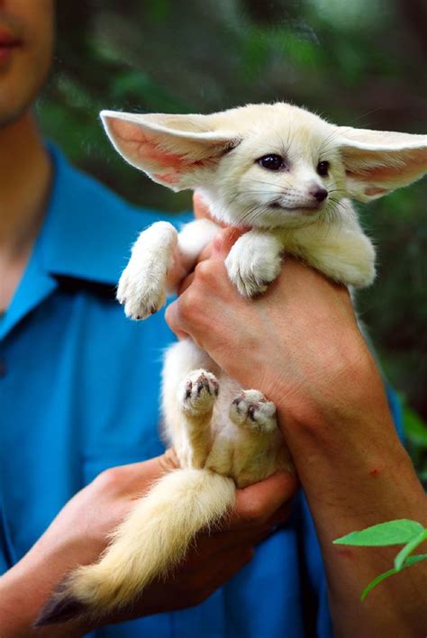 Baby Fennec fox | Baby Fennec fox at Everland zoo | IN CHERL KIM | Flickr