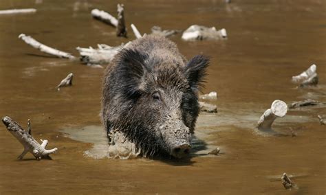 7 Wild Hog Facts Every Hog Hunter Should Know | HuntWise