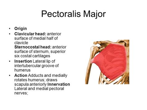 Muscles. - ppt video online download | Anatomy education, Muscle ...