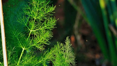 5 Best Fennel Companion Plants For Gardens (And 11 To Avoid)