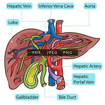 Inside Human Liver Body Parts Anatomy by SCWorkspace | TPT