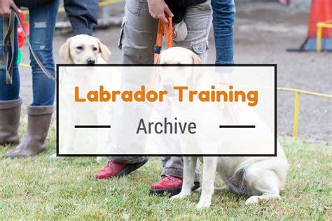 Labrador Puppy Training Tips (How to Train Dogs Guide 2020)