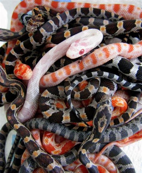 Corn Snake morphs-and-colors | MyPetCareJoy