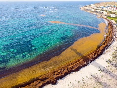 A Guide to the Sargasso Sea - American Oceans