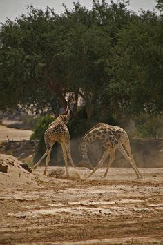 Sir David Attenborough's BBC photos Giraffe Fight, Planet Earth Series ...