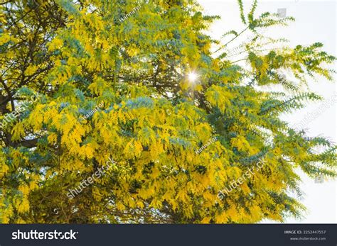 Acacia Tree Known Commonly Mimosa Thorntree Stock Photo 2252447557 ...