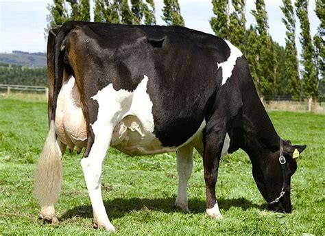 Holstein Friesian cattle - Alchetron, the free social encyclopedia