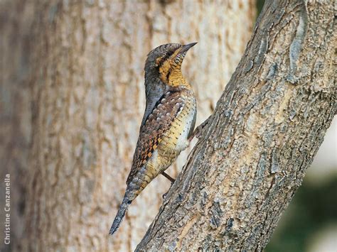 Eurasian Wryneck | KuwaitBirds.org