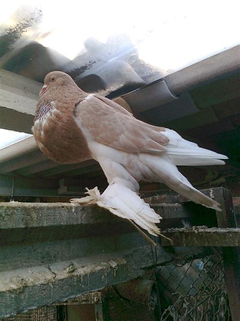 Palomas buchonas amarillas