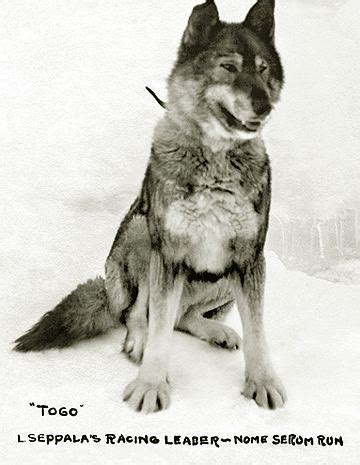 Togo (dog) - Alchetron, The Free Social Encyclopedia