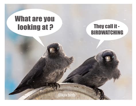 birdwatching meme | Bird watching, Bird feeders, Bird