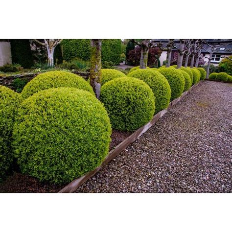 Types Of Boxwood Shrubs | lupon.gov.ph