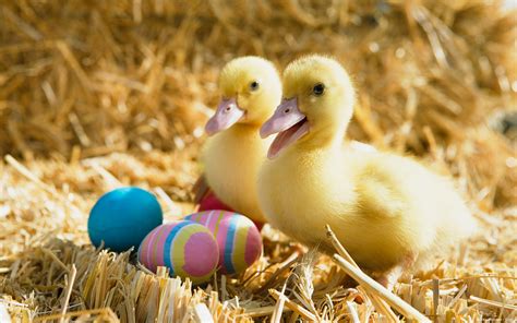 Ducklings Pair Wallpapers | HD Wallpapers | ID #11706