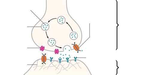 Neurotransmitter - Wikipedia