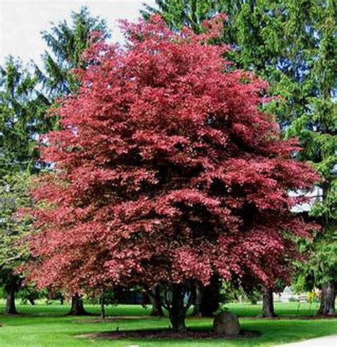 Fagus Sylvatica 'Purpurea' : Bright young coppery-red leaves mature to ...