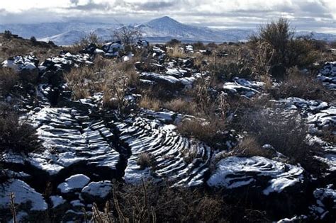 Primary Succession - Definition and Examples | Biology Dictionary