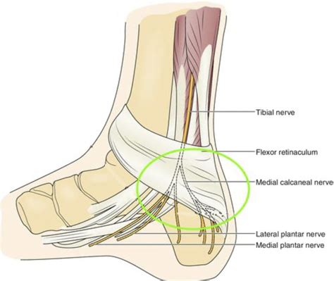 Medial Plantar Nerve Anatomy