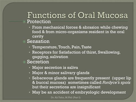 PPT - Oral Mucosa PowerPoint Presentation, free download - ID:1946538