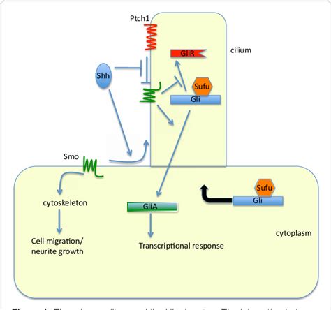 Figure 1 from The Cilium-Dependent Hedgehog Signaling in Mammals ...