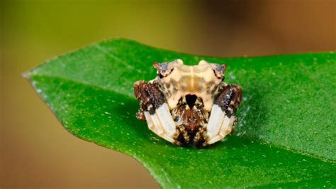 Fact File: Bird-dropping spider (Celaenia excavata) - Australian Geographic