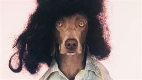 William Wegman’s Weimaraners Star in His New Book, Being Human - Vogue