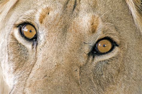 African Lion's Eyes Greeting Card for Sale by Tony Camacho/science Photo Library